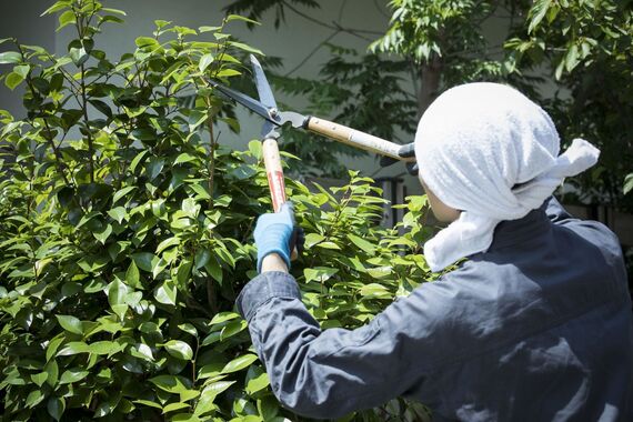 作業する植木職人