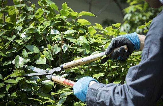 庭木の剪定のや業者をお探しなら迅速にご対応いたします | 神戸で便利屋サービスを提供する合同会社マロンゾ   